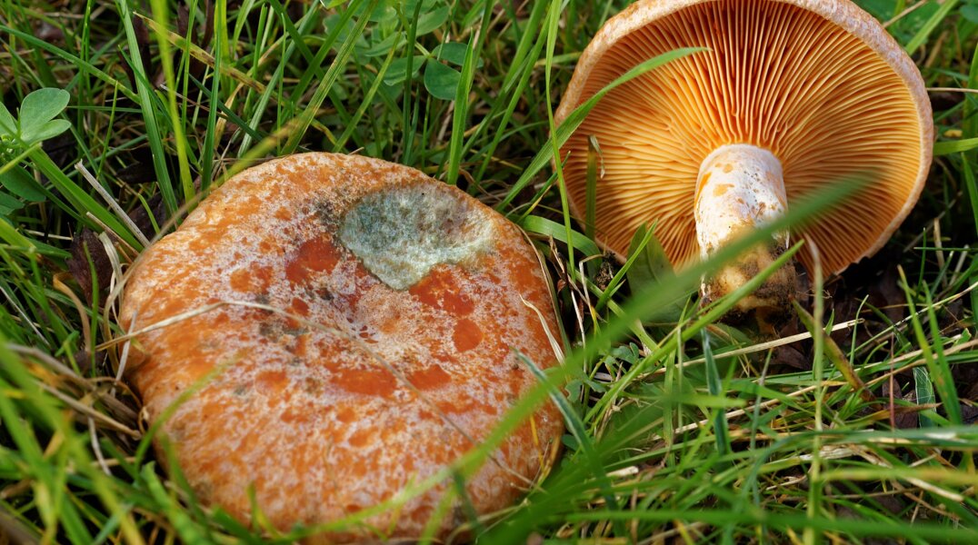 В Пермском крае пройдет фестиваль, посвященный грибам