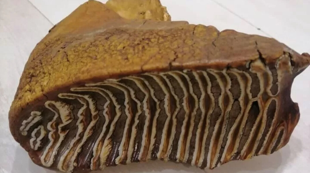 Пермяк продает зуб мамонта за 100 тысяч рублей