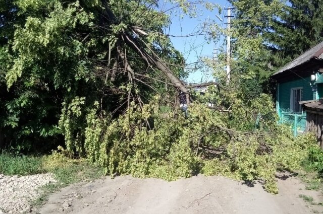 В Перми придумали как использовать ветки после обрезки деревьев