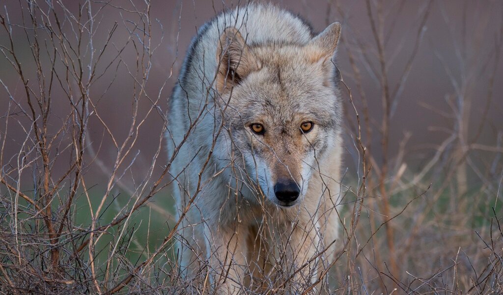 В Минприроды Пермского края выяснили, кто напал на собаку в деревне Лемзер
