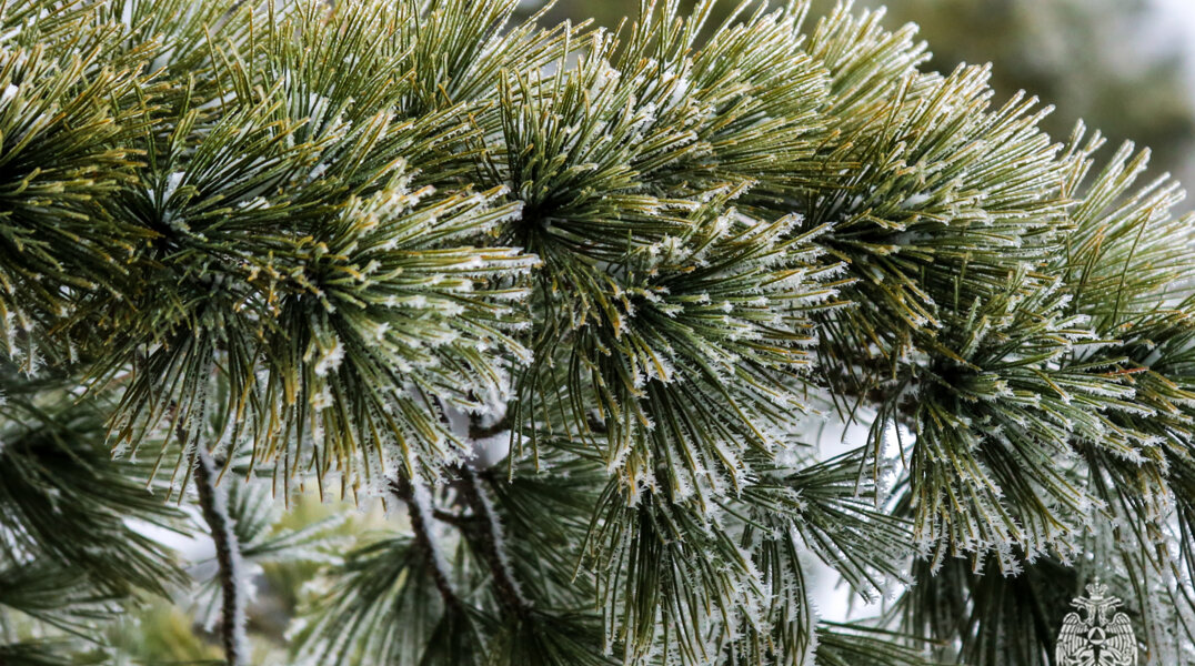 МЧС предупреждает: 31 декабря в Пермском крае ожидается изморозь