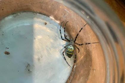 Редкий паук-оса обнаружен в Пермском крае