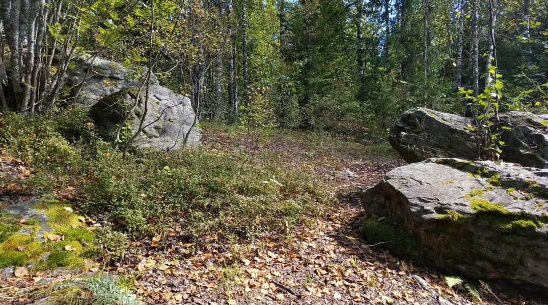 лес
