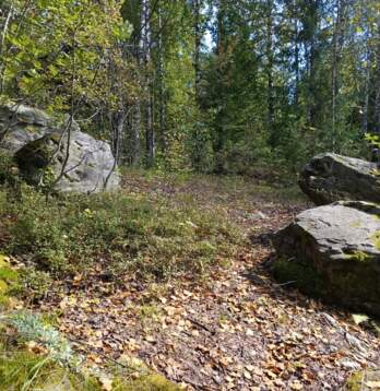 лес