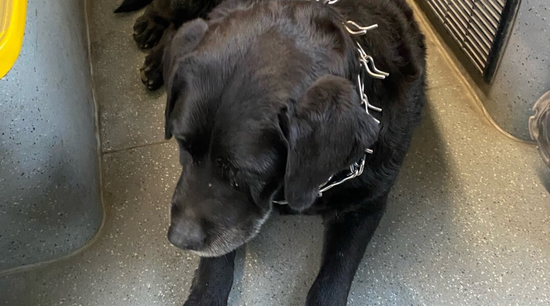 В Перми черный лабрадор сел в автобус и уехал на Вышку-2. Фото