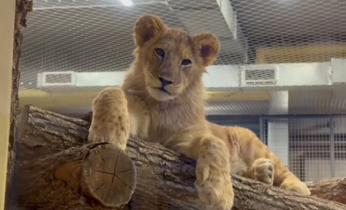 DJ SMASH стал опекуном львенка Тогана из Пермского зоопарка