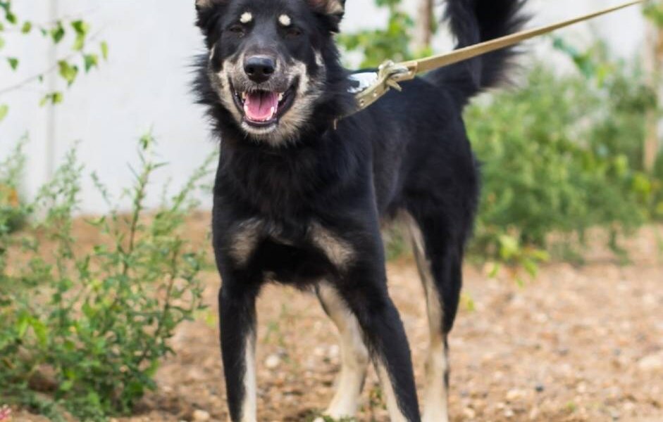 В Перми на мужчину напали неизвестные и сбили на машине его собаку