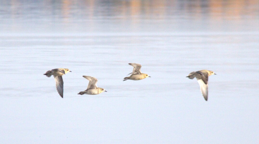 На реке Сылве обнаружили редких для Прикамья птиц