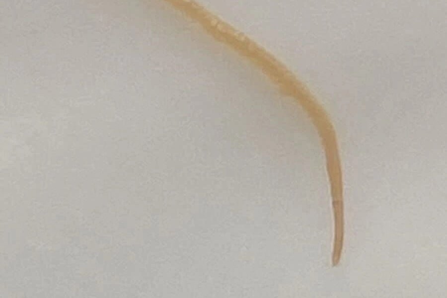 Пермячка нашла глиста в банке с рыбной консервой