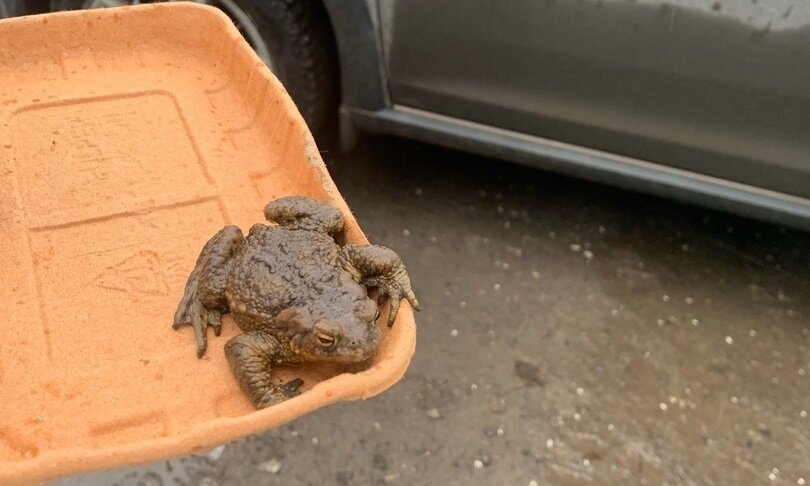 В Перми создали Жабий патруль в помощь мигрирующим земноводным