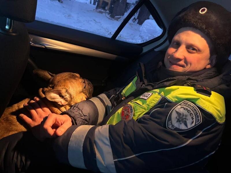 В Прикамье полицейские спасли от гибели замерзающего домашнего бульдога