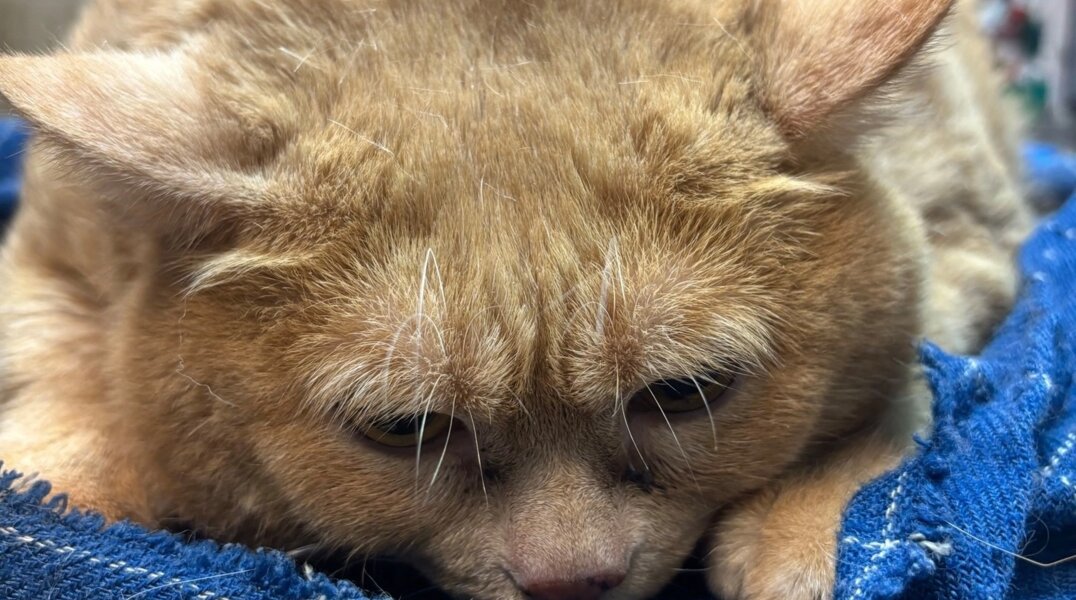 В Перми скончался кот, прославившийся на весь мир