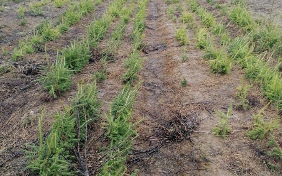 В Прикамье вытаял лесной питомник