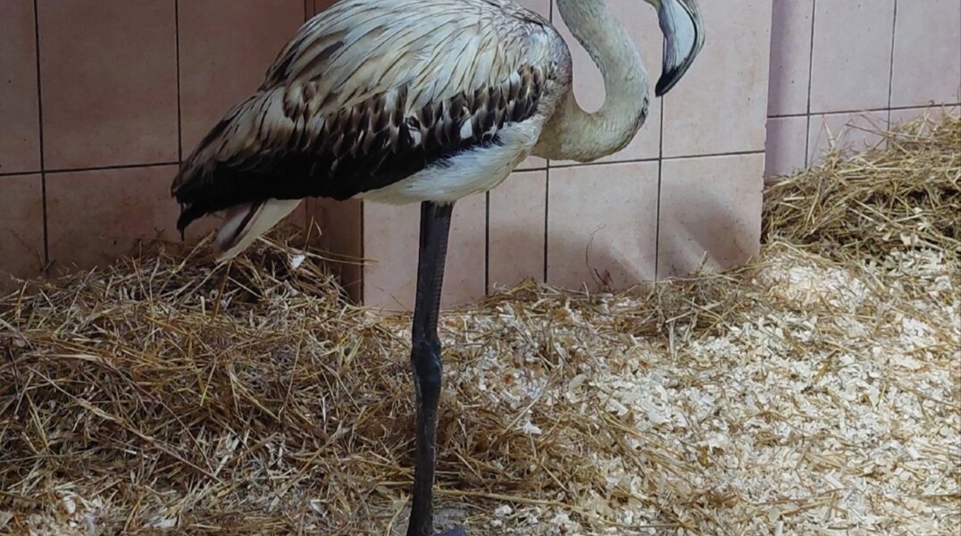 Фламинго, которого спасли в Пермском крае, передали в ижевский зоопарк