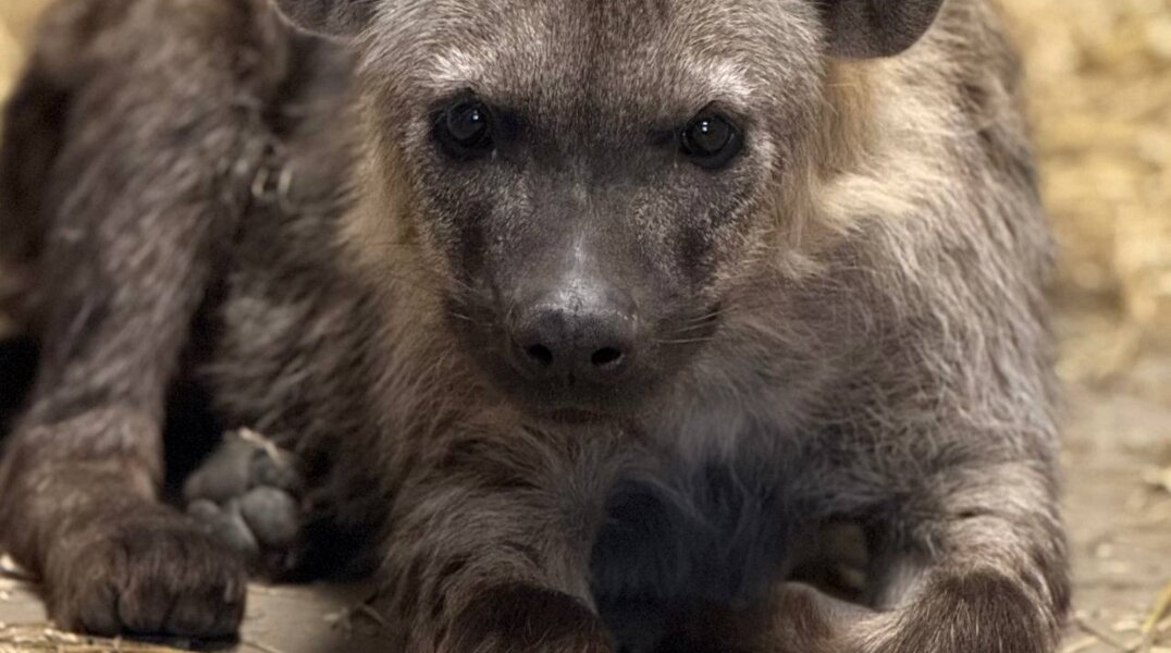 Пермякам предложили выбрать имена для малышей пятнистых гиен в Пермском зоопарке