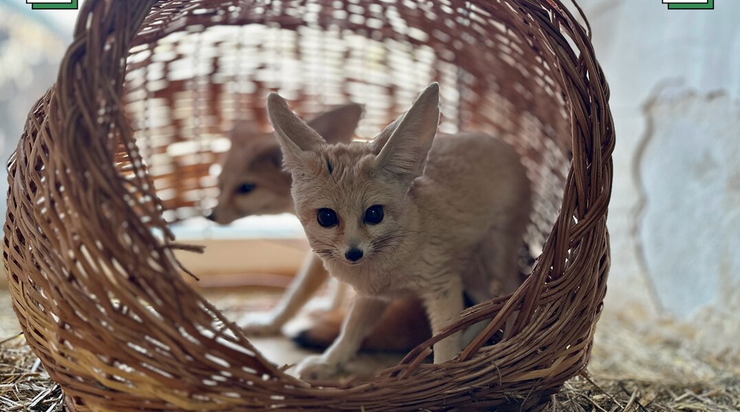 Пермский зоопарк предлагает пермякам выбрать имена фенекам