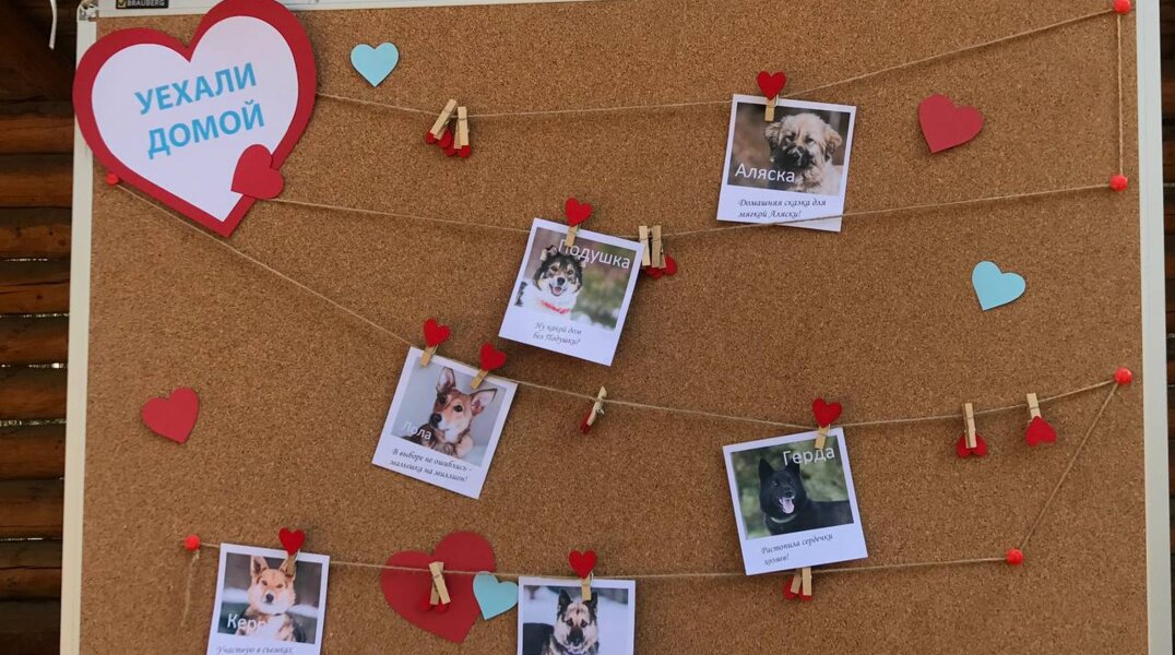 На выставке собак «Пойдем домой!» в Перми 6 псов обрели новых хозяев