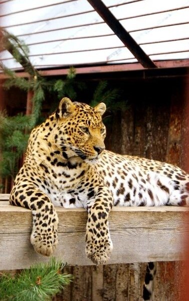 В пермском зоопарке умер единственный леопард