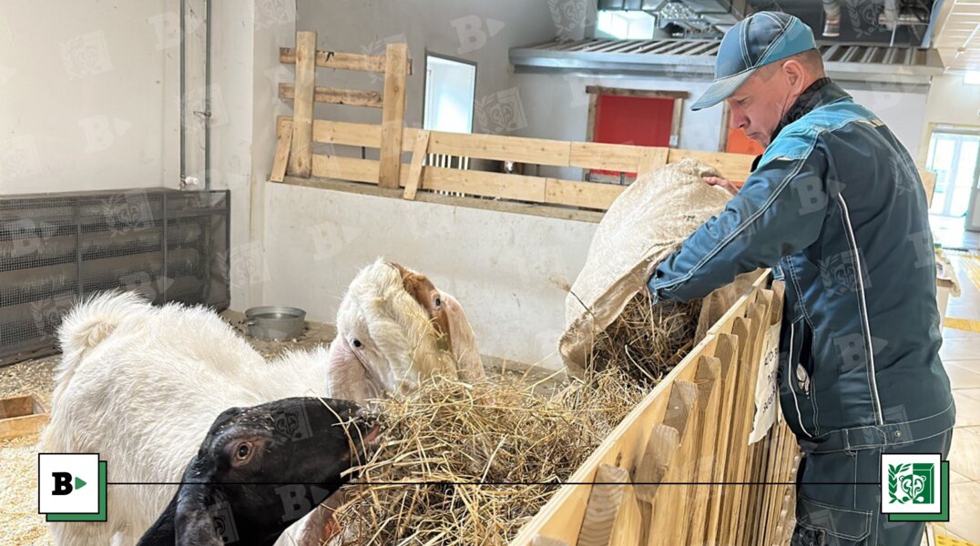 Пермский зоопарк открыл вакансии мечты на новой территории