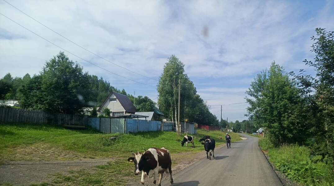 коровы