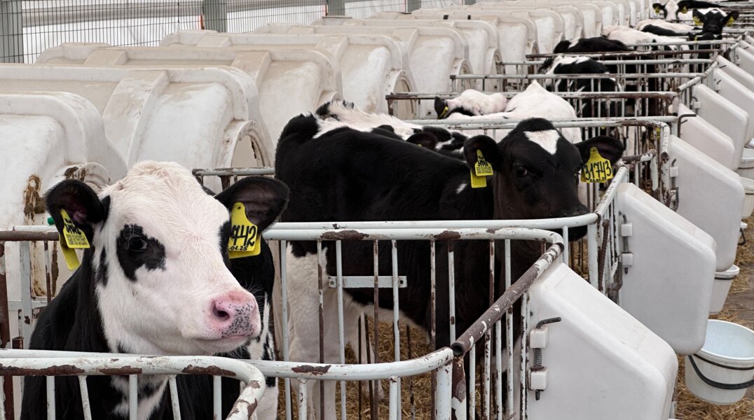 В соцсетях Прикамья появились фейки о необходимости маркировать скот определенными буквами