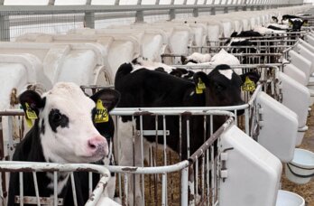 В соцсетях Прикамья появились фейки о необходимости маркировать скот определенными буквами