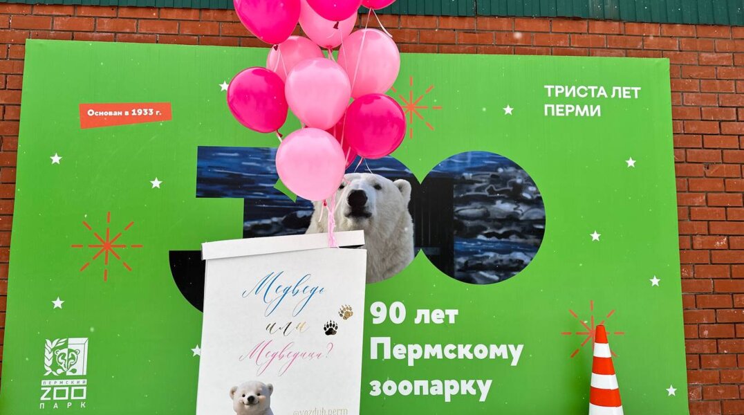 В международный день полярного медведя пермский зоопарк назвал пол малыша медведя