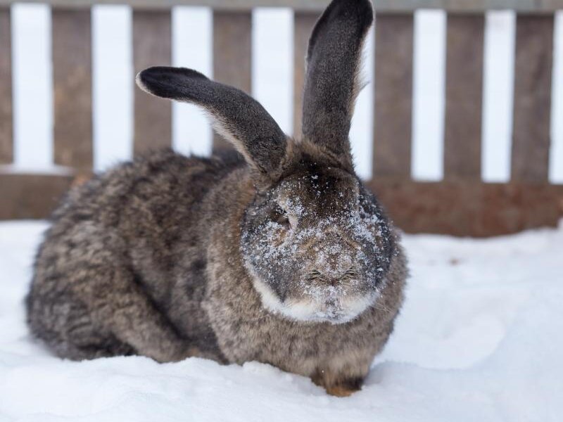 Прокуратура нашла нарушения в двух контактных зоопарках Перми