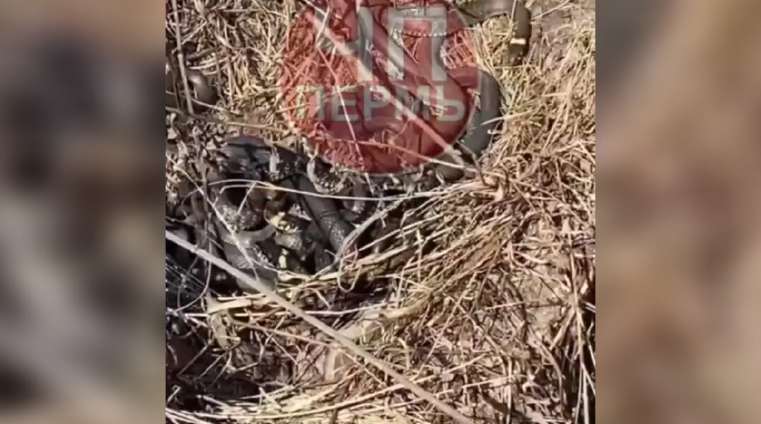 Жительница Перми наткнулась на огромный змеиный клубок