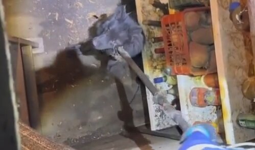 В погреб жителя Прикамья упала агрессивная собака