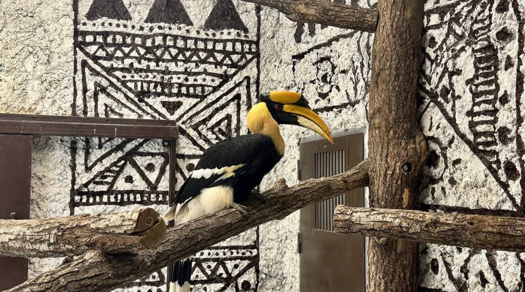 В новый пермский зоопарк переехали тропические птицы