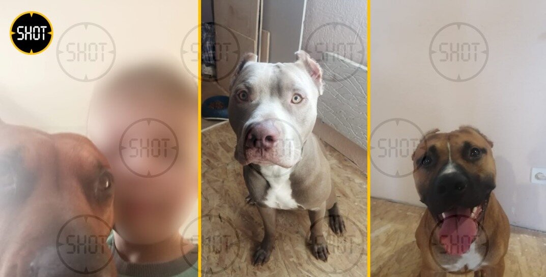 В Новгородской области три питбуля насмерть загрызли девятилетнего мальчика