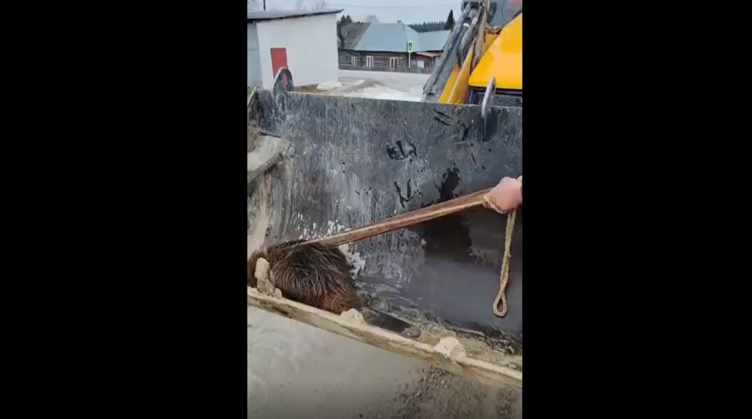 Бобр оккупировал частный дровяник в поселке Пермского края