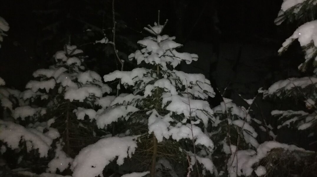 В Прикамье полицейские спасли заблудившихся в лесу девушек-подростков