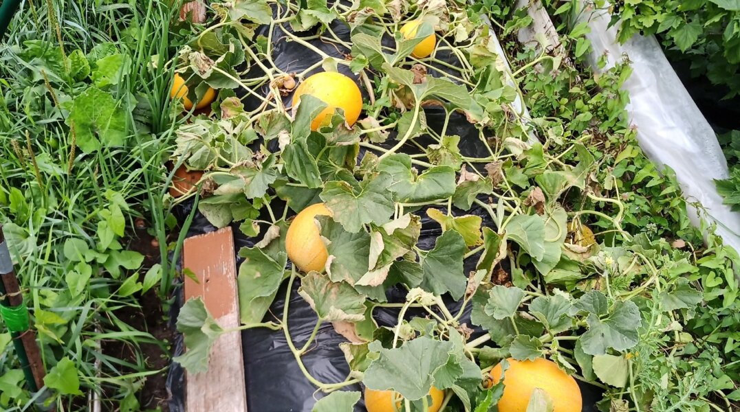 Пермяк похвастался урожаем огромных арбузов и дынь