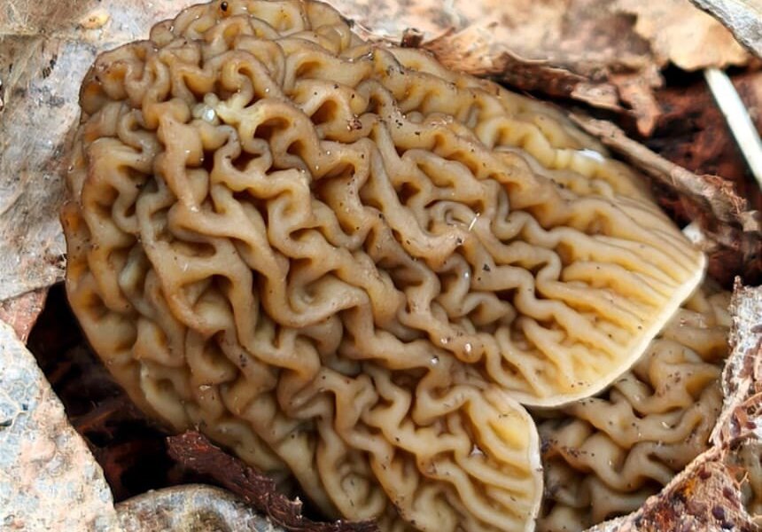 Пермяки открыли сезон сбора грибов