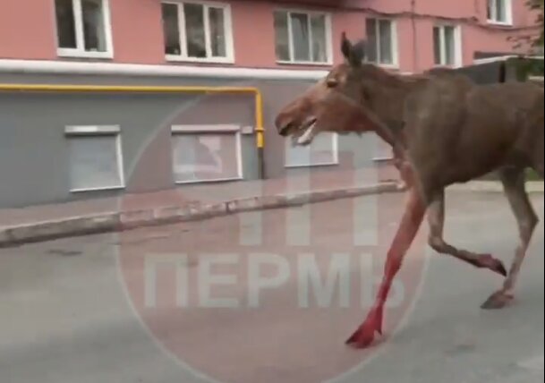 По центру Перми бегал лось, распугивая автомобилистов