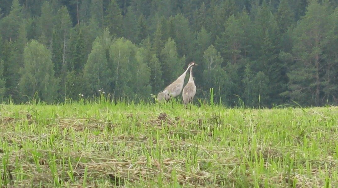 В Пермском крае усилят защиту редких и вымирающих видов животных