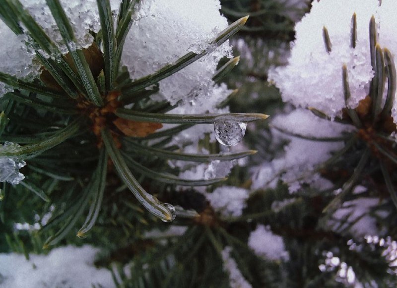 В Прикамье на этой неделе ожидаются заморозки