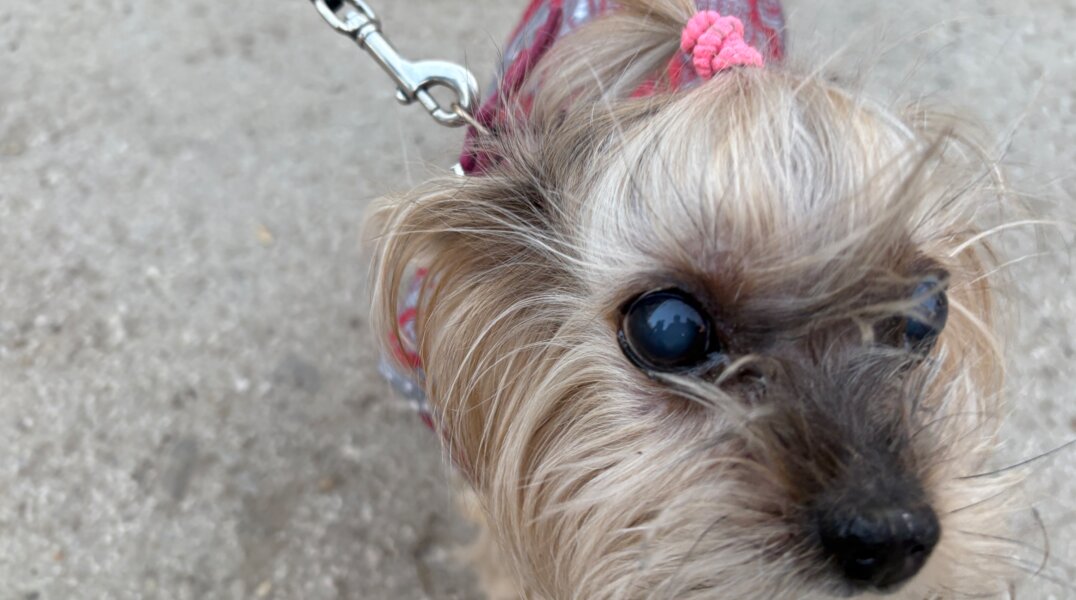 В Пермском крае спрос на одежду для домашних животных вырос почти на треть