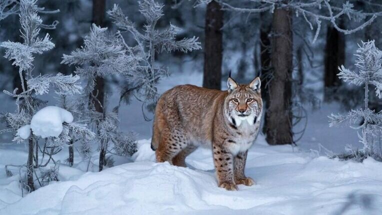 Рядом с одной из лыжных баз Перми заметили рысь