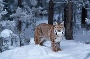 Рядом с одной из лыжных баз Перми заметили рысь