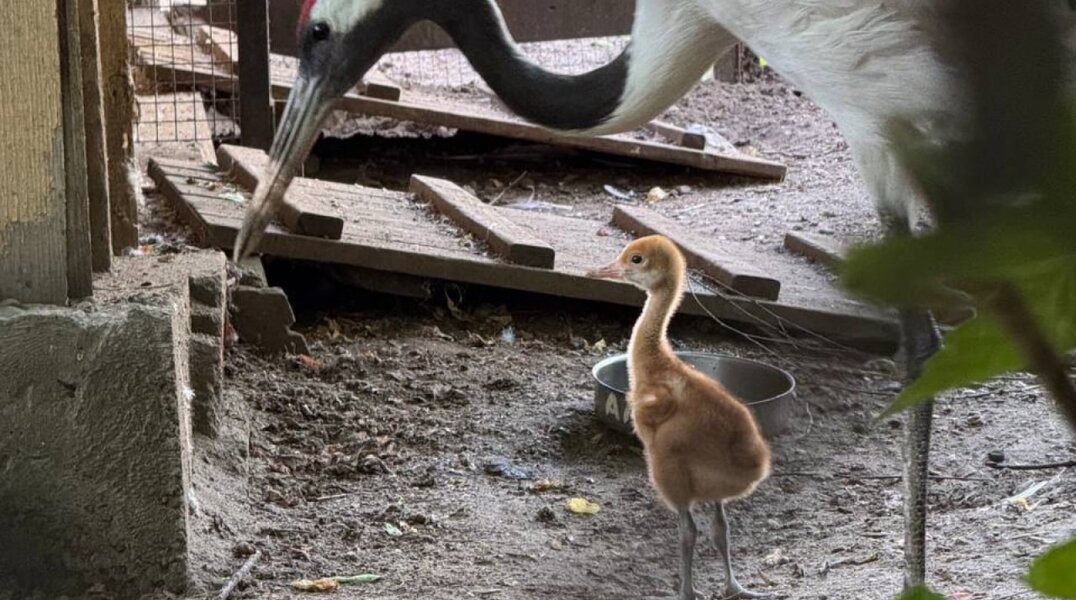 В пермском зоопарке появился на свет японский журавлик
