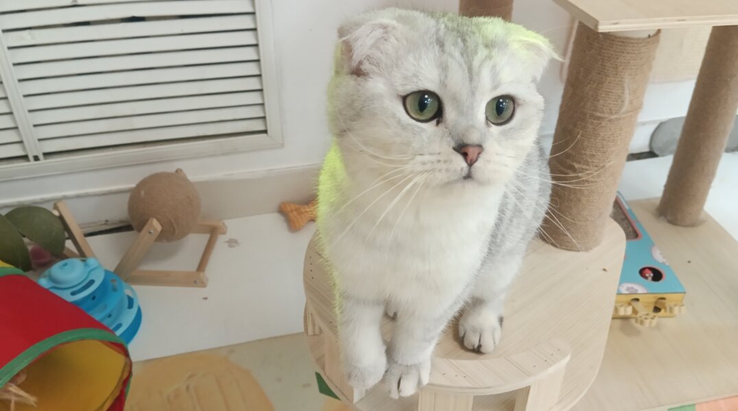 Пермскому котокафе потребовалось расширение