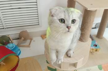 кошка