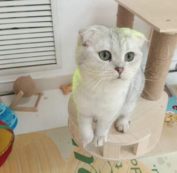 кошка