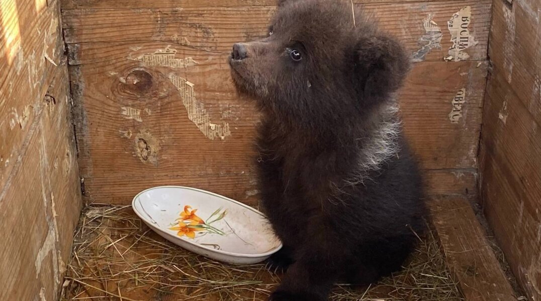 Пермский охотник показал фотографии, сделанные сразу после спасения медвежонка Машеньки