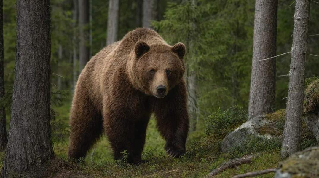 В Прикамье еще один медведь вышел к людям