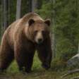 В Прикамье еще один медведь вышел к людям