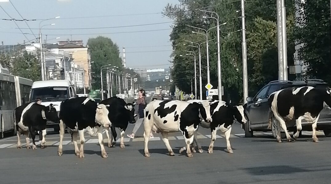 В Пермском крае в центр города к ЦУМу вышло пастись стадо коров